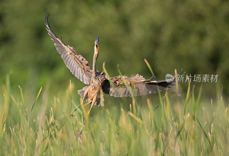 落地雄紫鹭(Ardea purpurea)